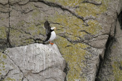 Horned Puffin 