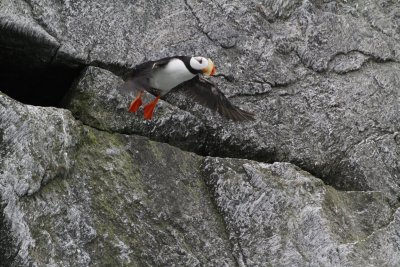 Horned Puffin taking flight