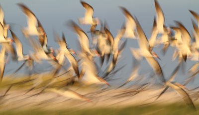 Terns taking off, Jones Beach NYC