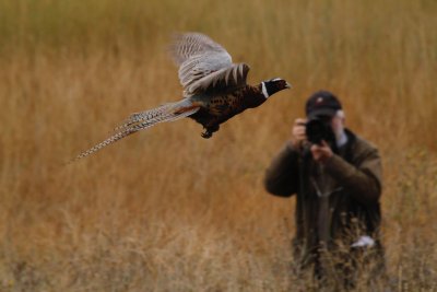 Hunting Pheasant with a Camera