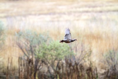 Idaho 2013