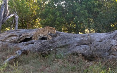 Leopard Leaving Den - Bostwana