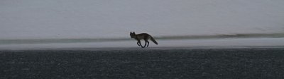 Rare arctic fox