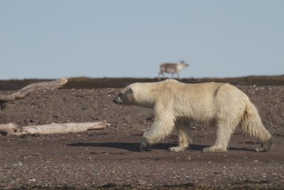 Polar Bear ignoring reindeer