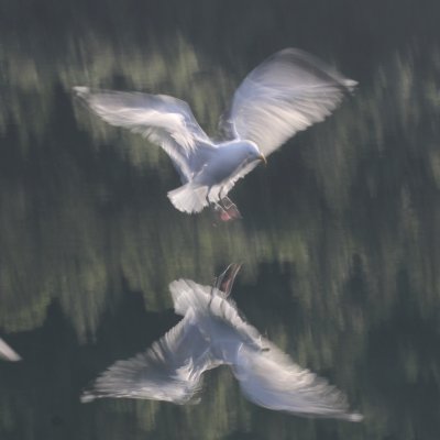 Gull landing - Norway