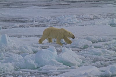 Polar Bear on ice