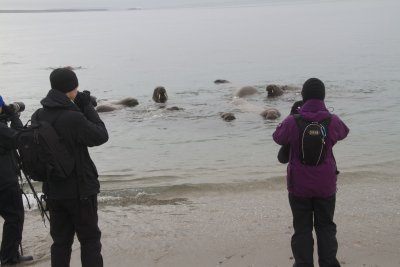 The walrus were curious