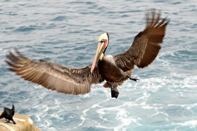 Brown Pelican