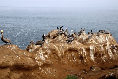 La Jolla pelicans