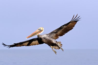 Brown Pelican