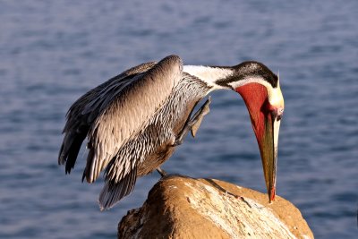 Brown Pelican