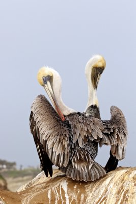 Two Brown Pelicans