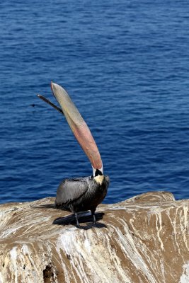 Brown Pelican throw