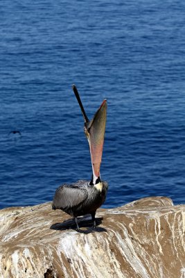 Brown Pelican throw