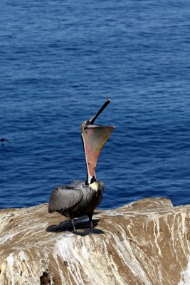 Brown Pelican throw