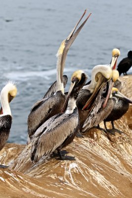 Brown Pelican throw