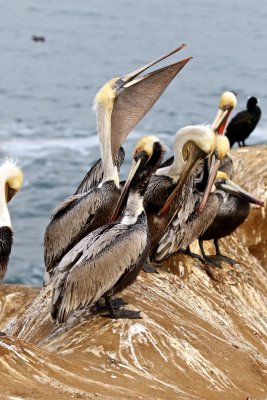 Brown Pelican