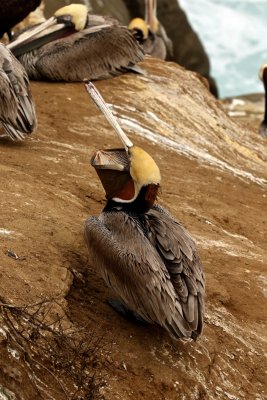 Brown Pelican