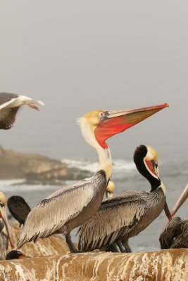 Brown Pelican