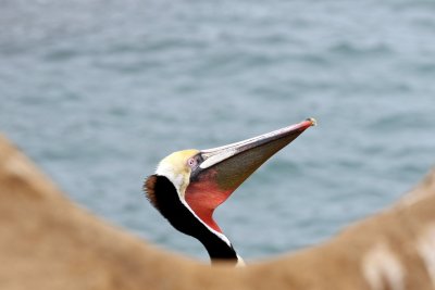 Brown Pelican