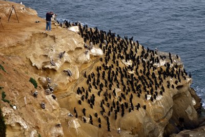 Brandt's Cormorants' resting