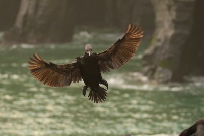 Brandt's Cormorant