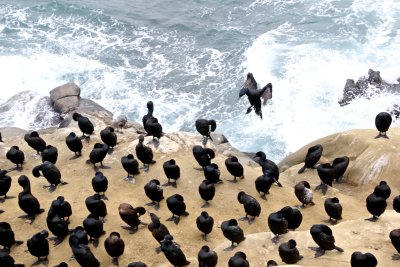 Brandt's Cormorants' 