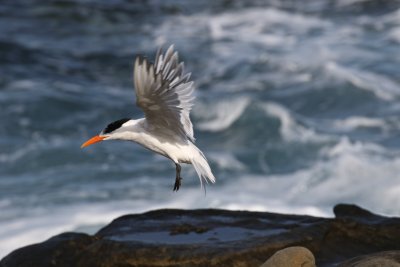 Tern