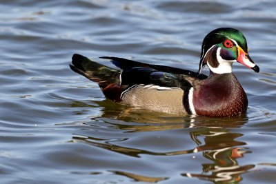 Wood Duck