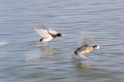 More Mallards in flight