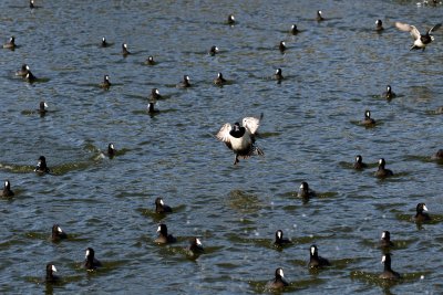 Ring Necked Duck leaving american coots