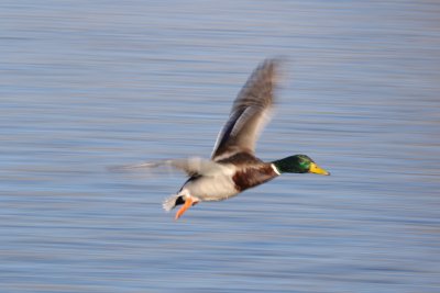 Mallard in flight