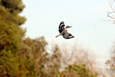 Belted Kingfisher