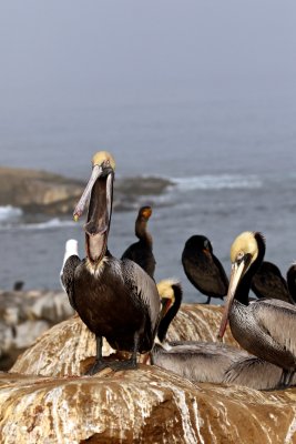 Brown Pelican