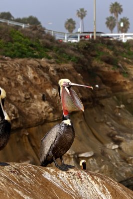 Brown Pelican