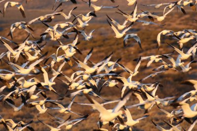 Snow Geese blast off