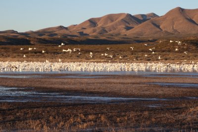 Snow Geese blast off