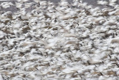 Snow Geese blast off