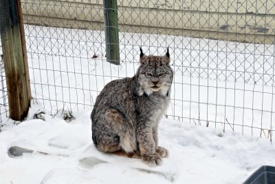 Lynx at local farm