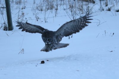 Great Grey Owl