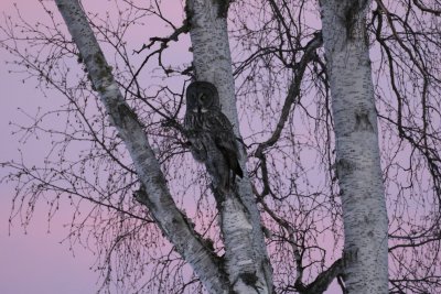 Great Grey Owl