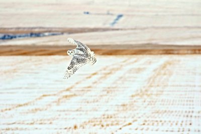 Snowy Owl
