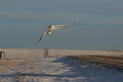 Snowy Owl