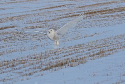 Alberta Owls