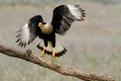Crested Caracara