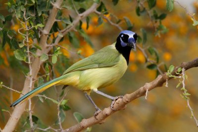 Green Jay