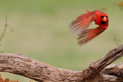 Cardinal