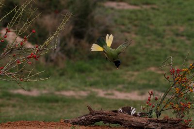 Green Jay