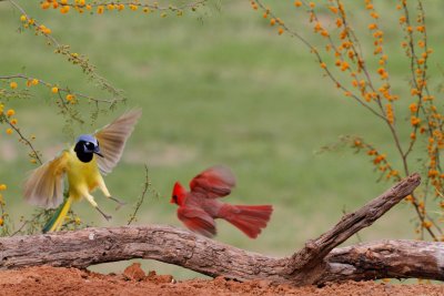 Green Jay & Cardinal