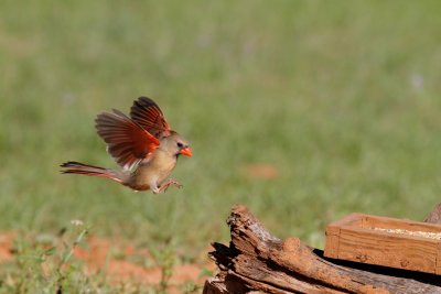 Cardinal